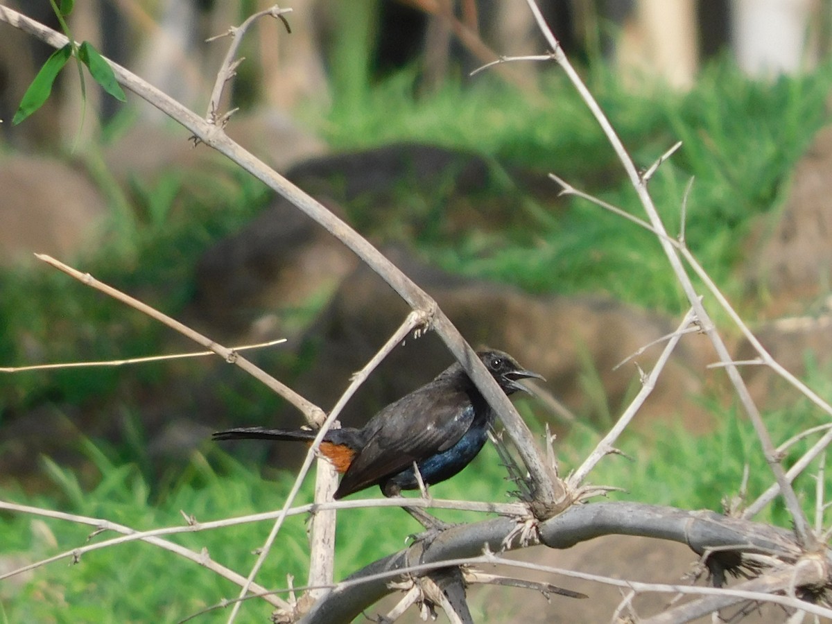 Indian Robin - ML620735505