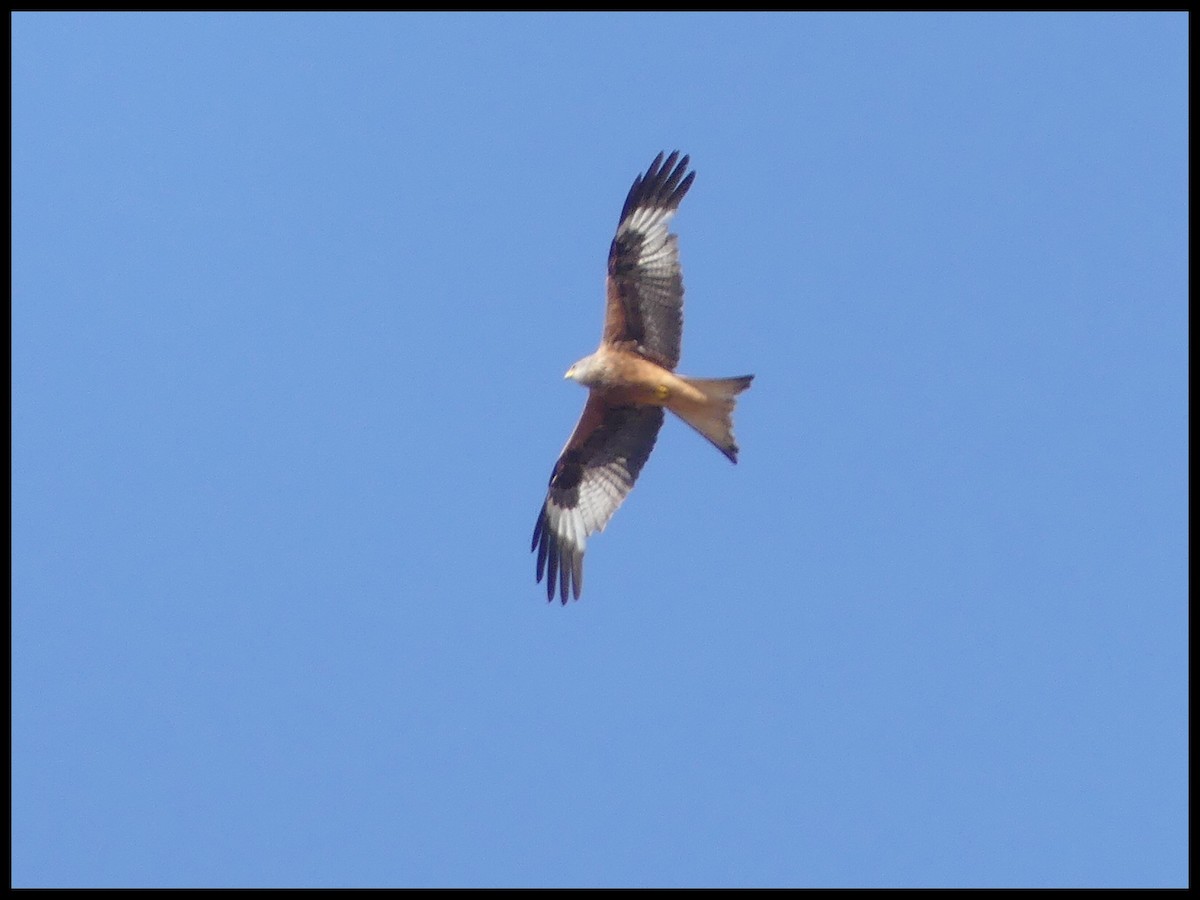 Red Kite - ML620735506