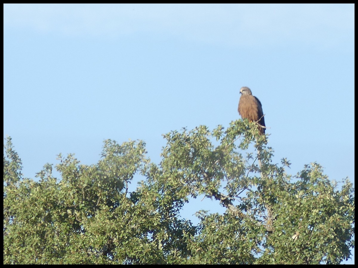 Black Kite - ML620735508