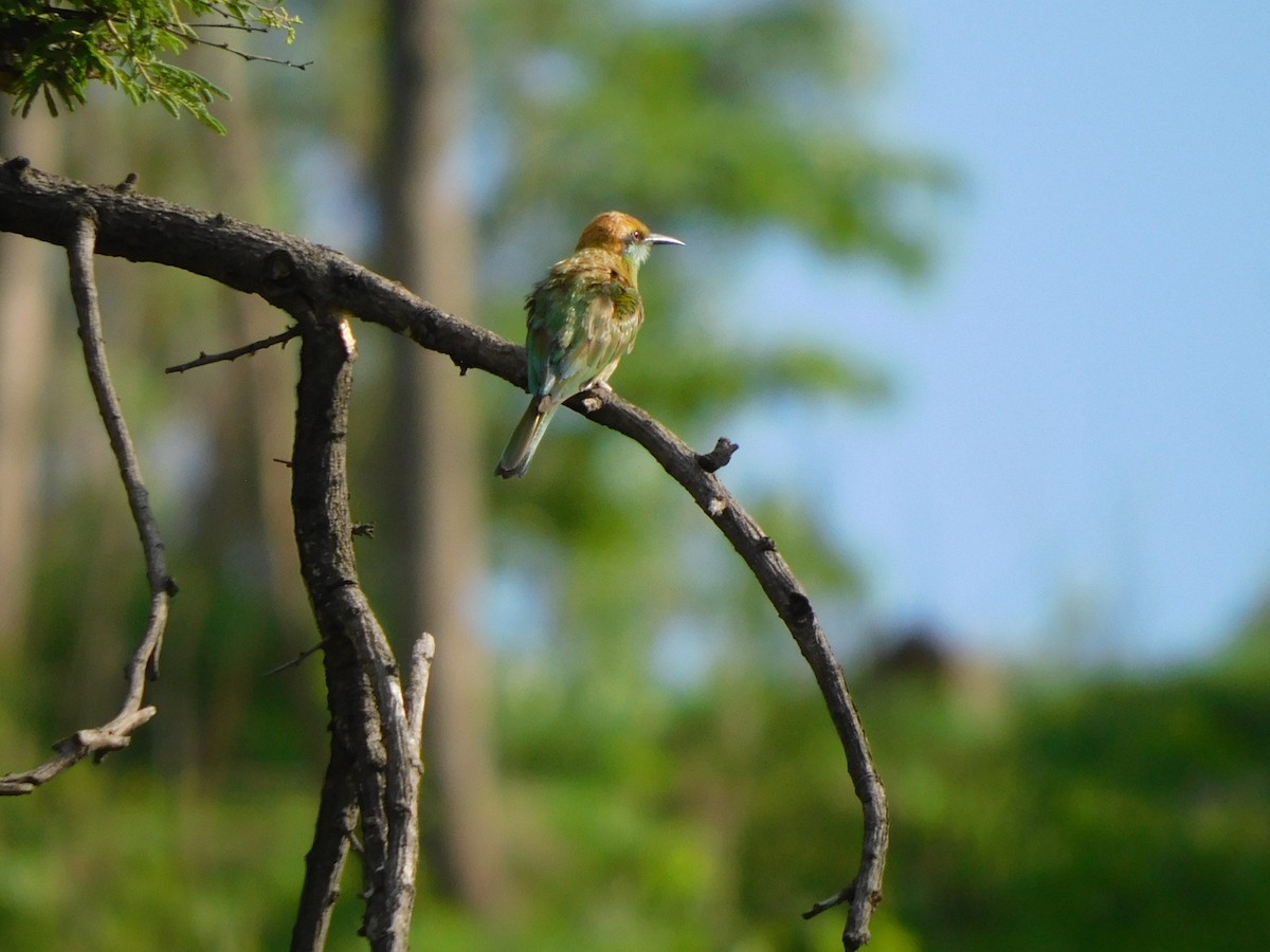 Asian Green Bee-eater - ML620735509