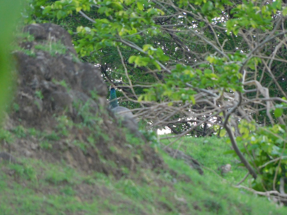 Indian Peafowl - ML620735519