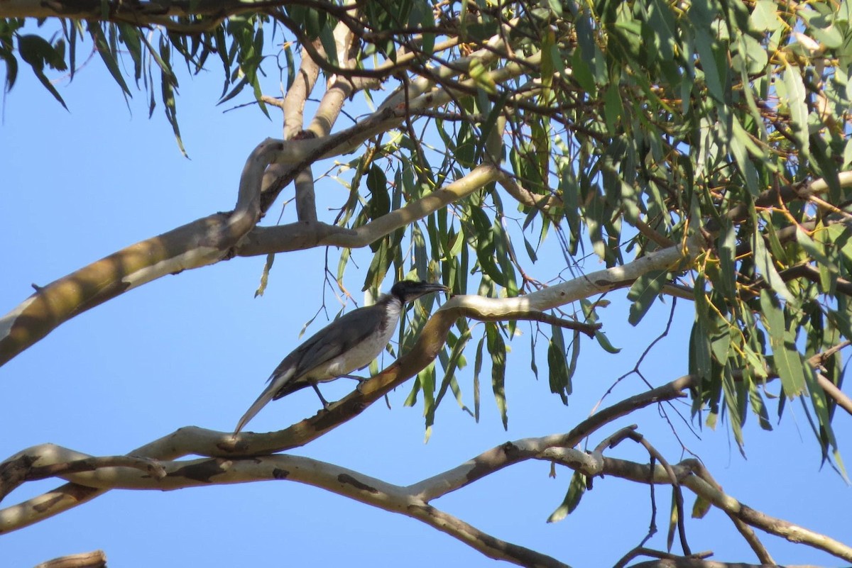 Noisy Friarbird - ML620735521