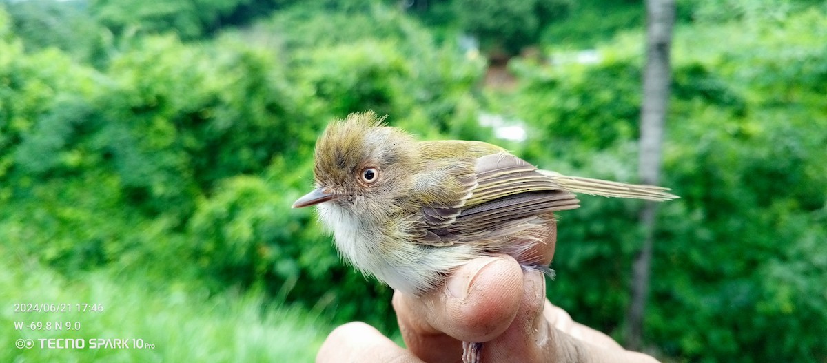 Pale-eyed Pygmy-Tyrant - ML620735522