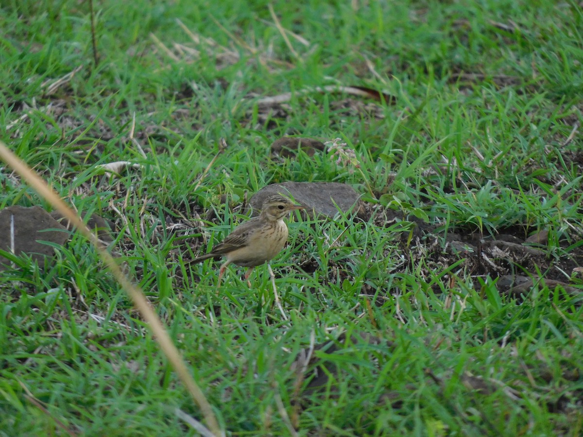 Paddyfield Pipit - ML620735526