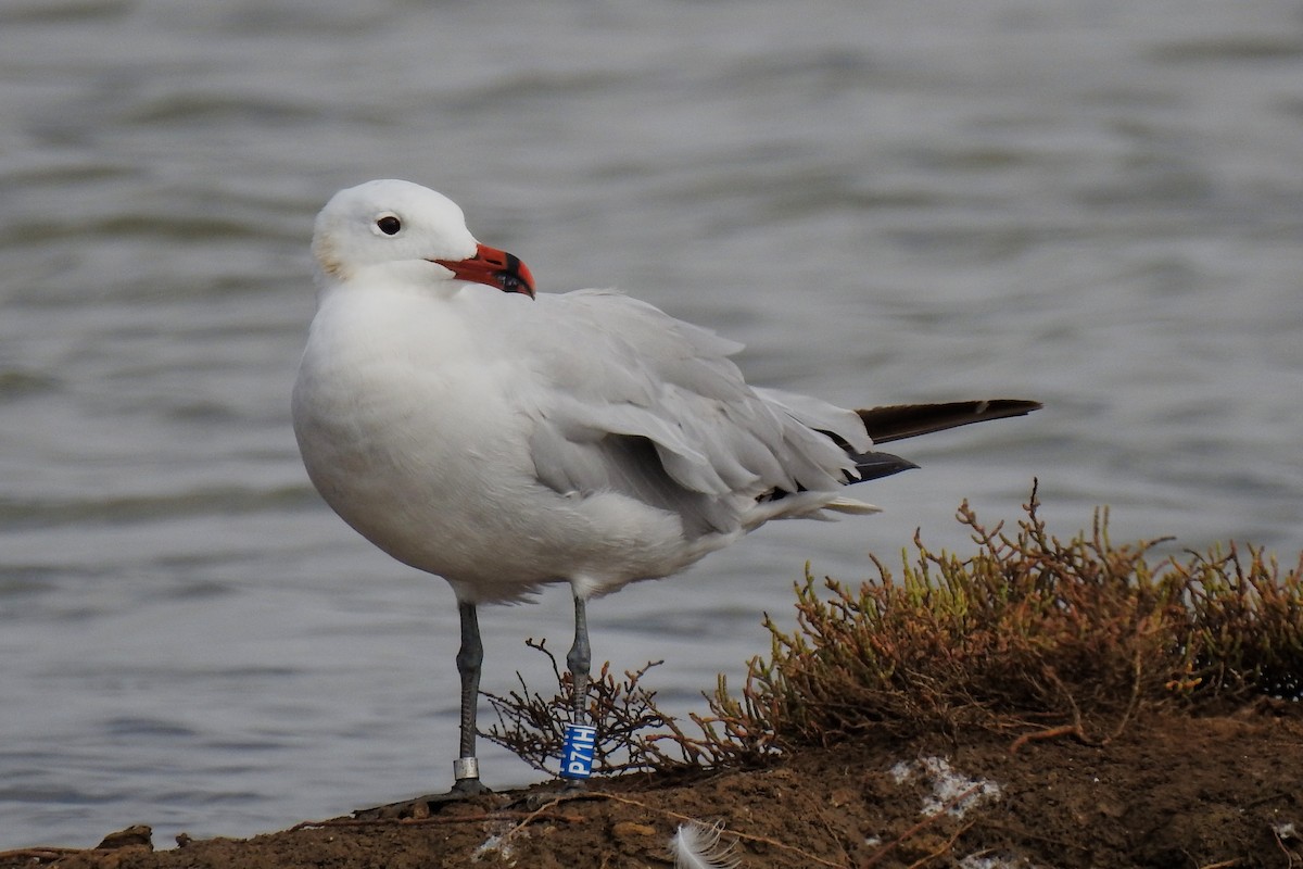 Audouin's Gull - ML620735528