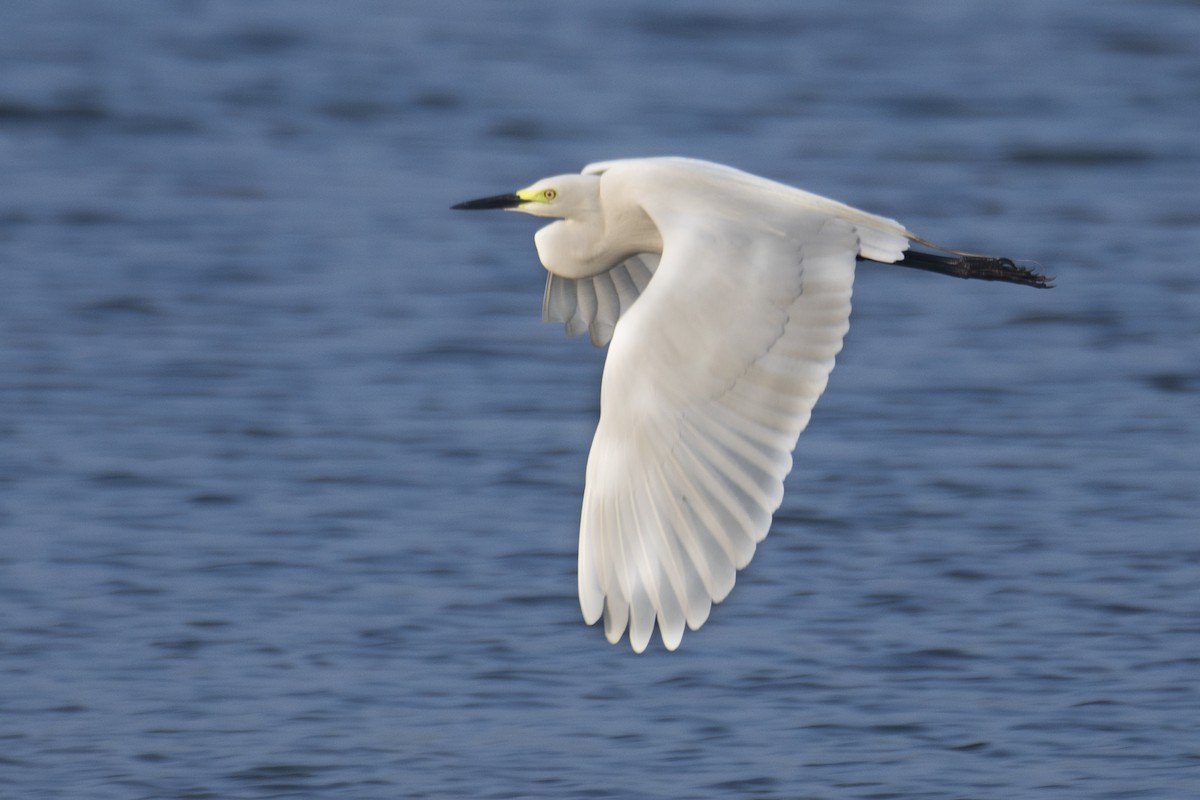 Little Egret - SOVON PARBAT