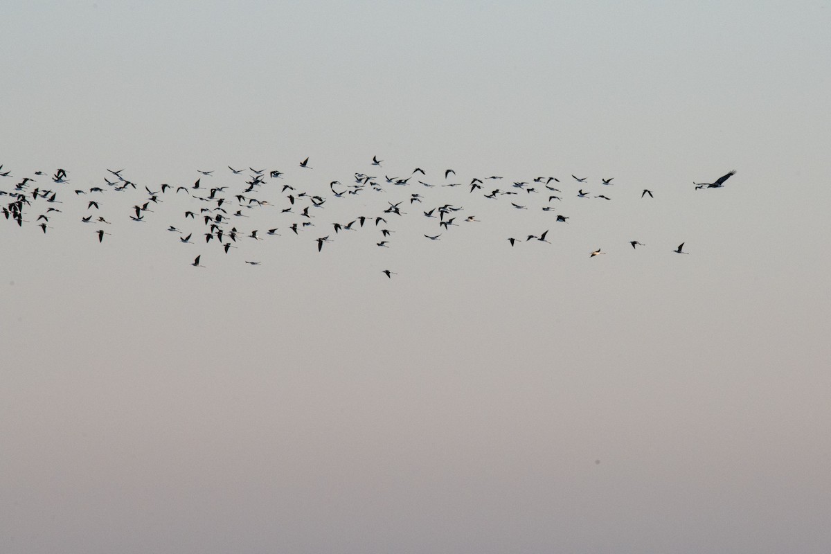 Pied Stilt - ML620735540