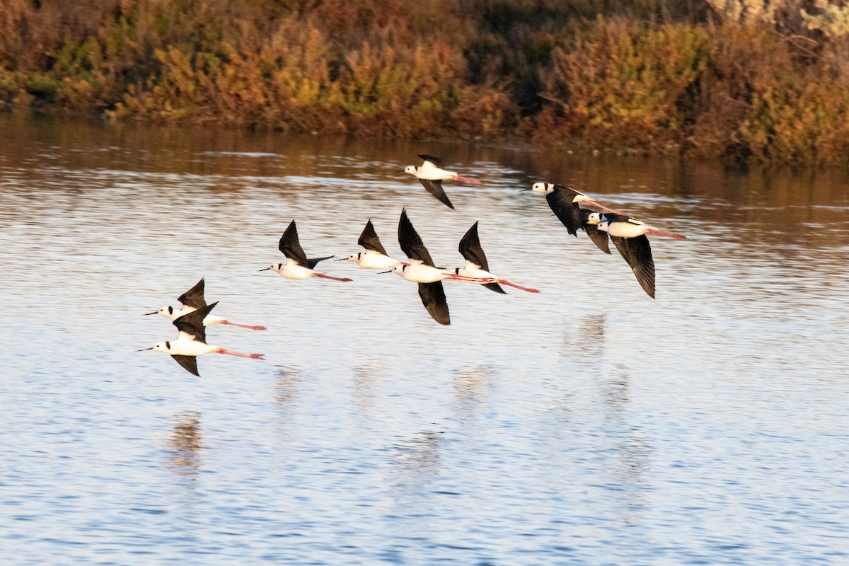 Pied Stilt - ML620735541