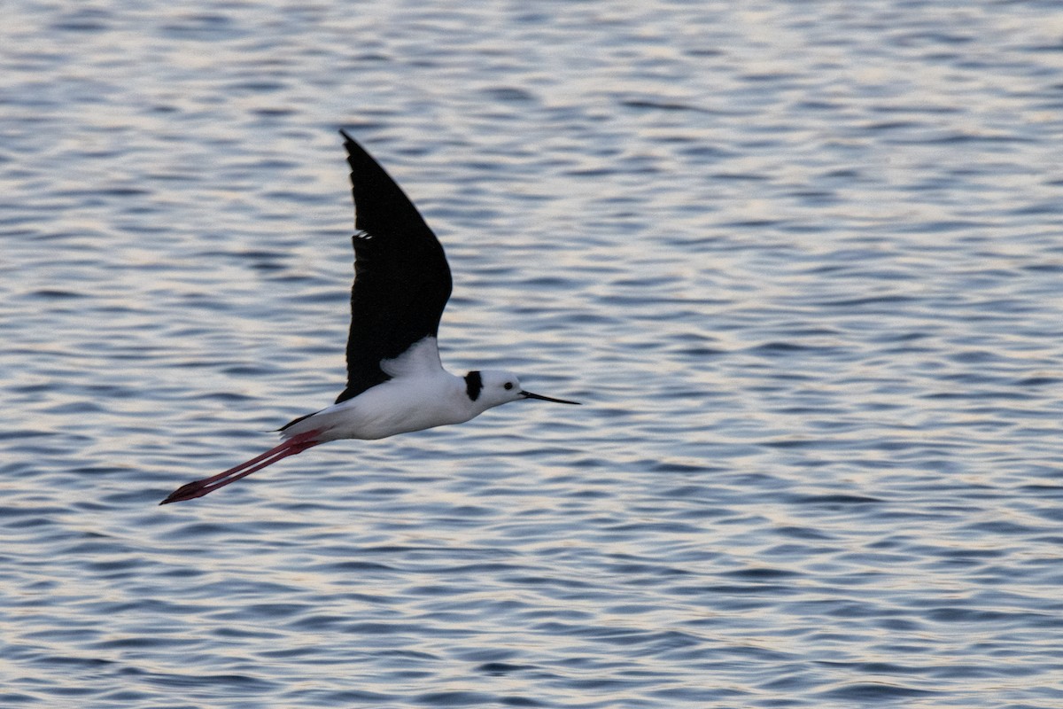 Pied Stilt - ML620735542