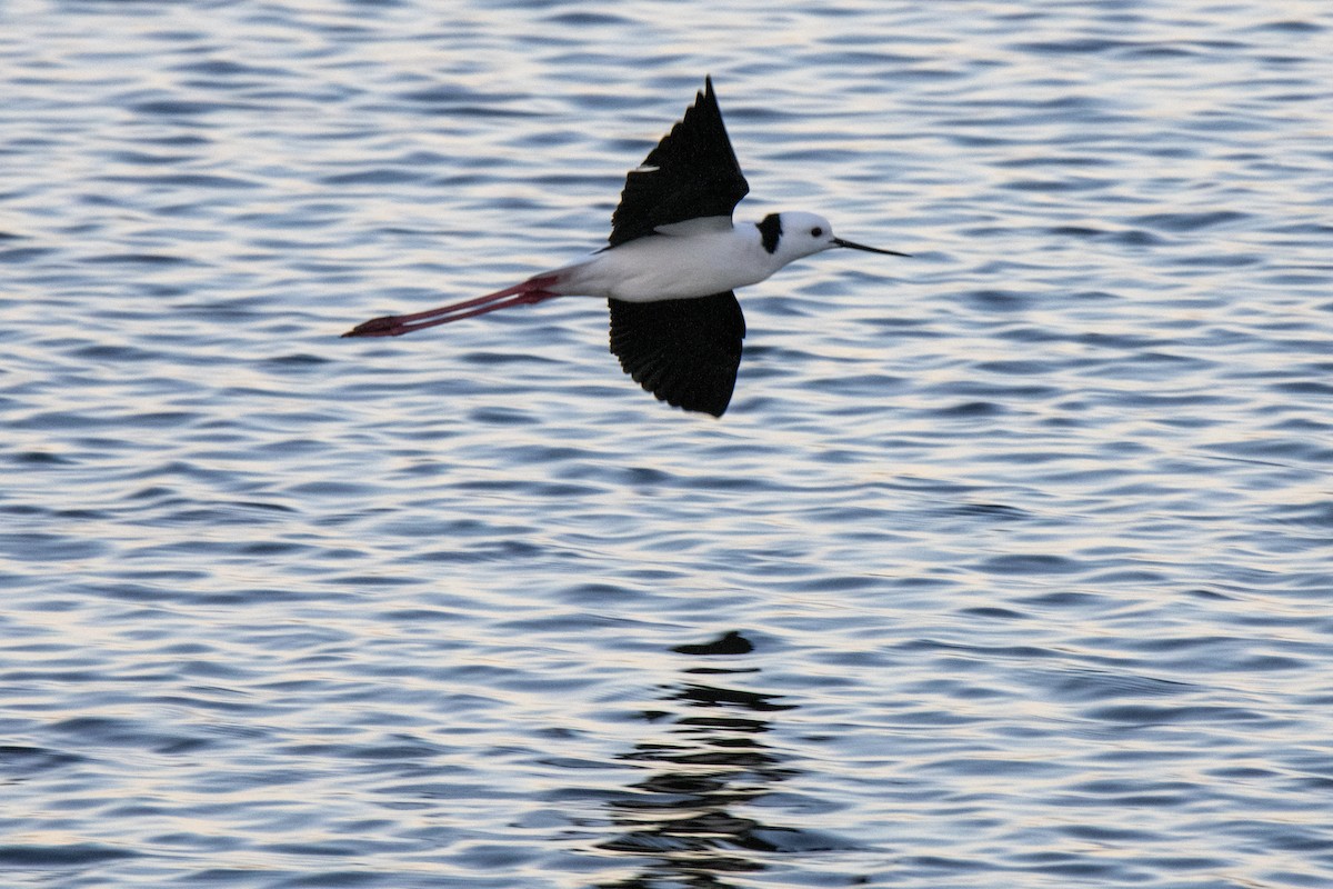 Pied Stilt - ML620735543