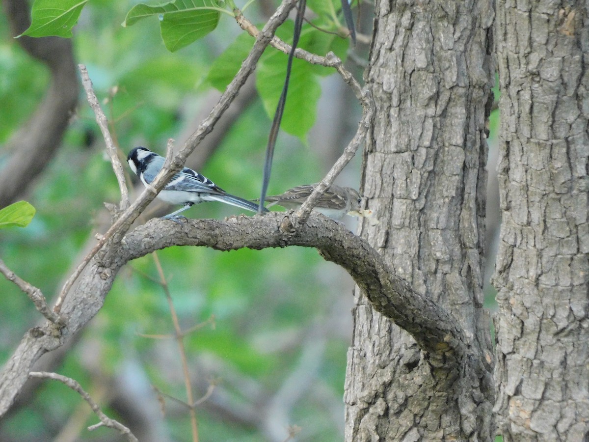 Cinereous Tit - ML620735544