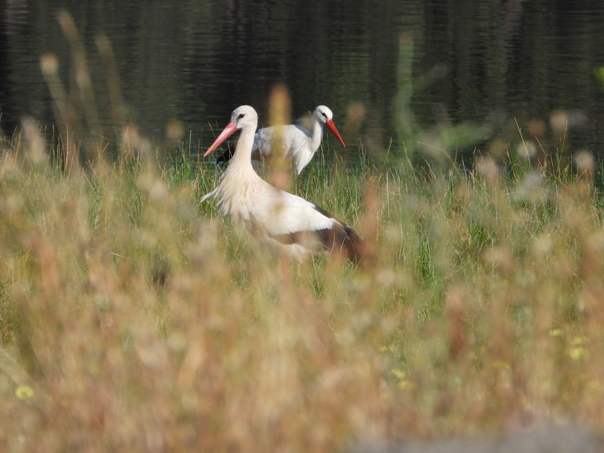 White Stork - ML620735546