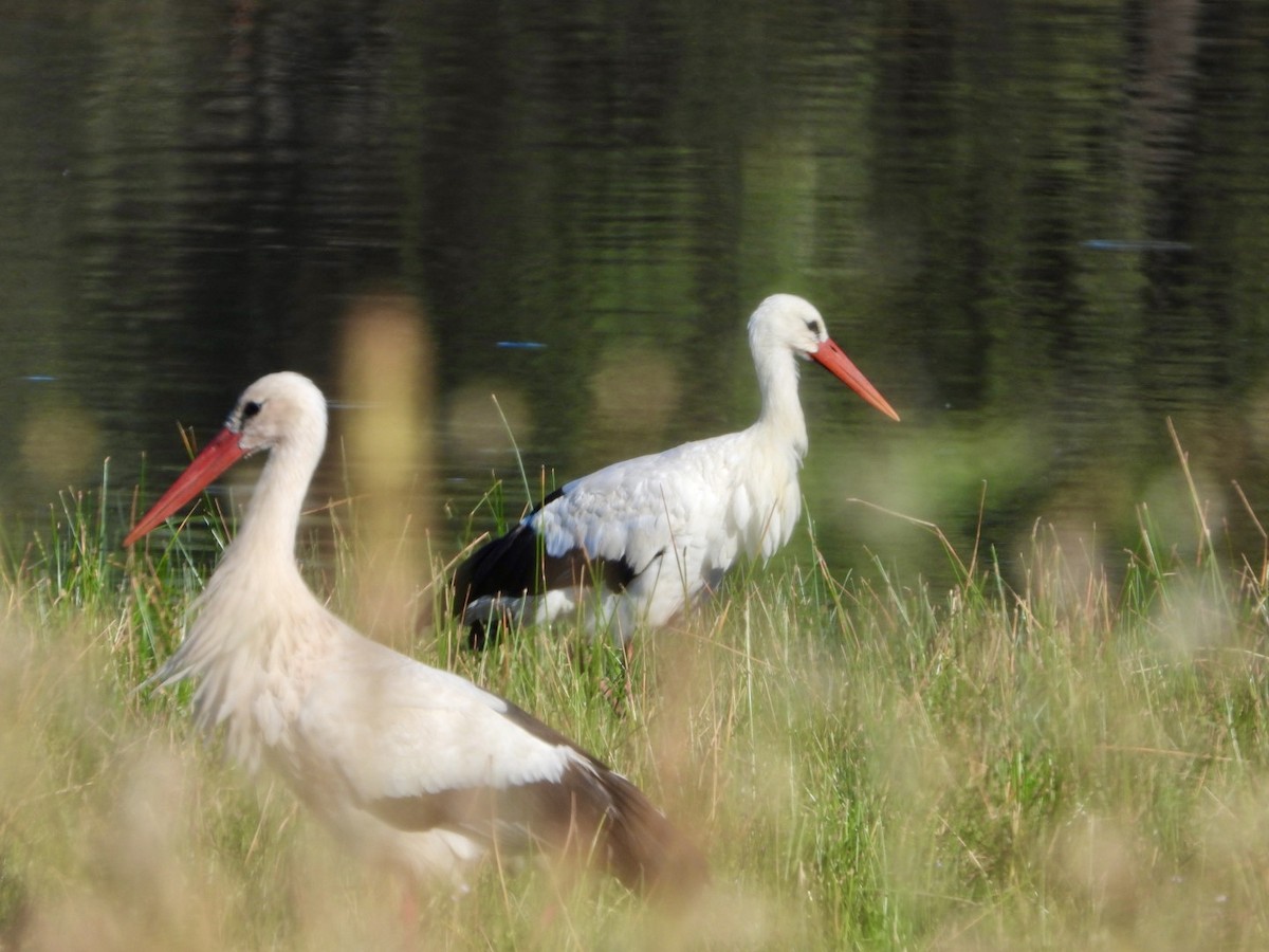 White Stork - ML620735547