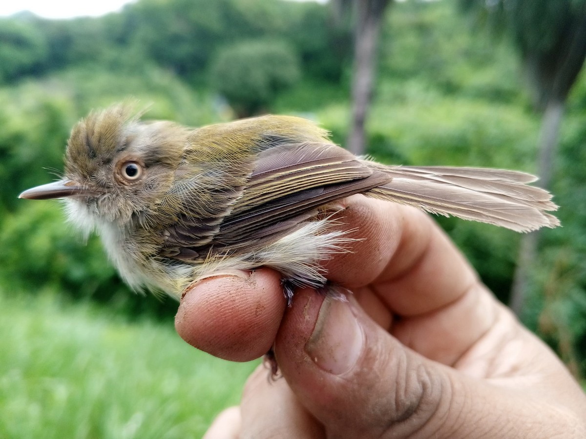 Pale-eyed Pygmy-Tyrant - ML620735550