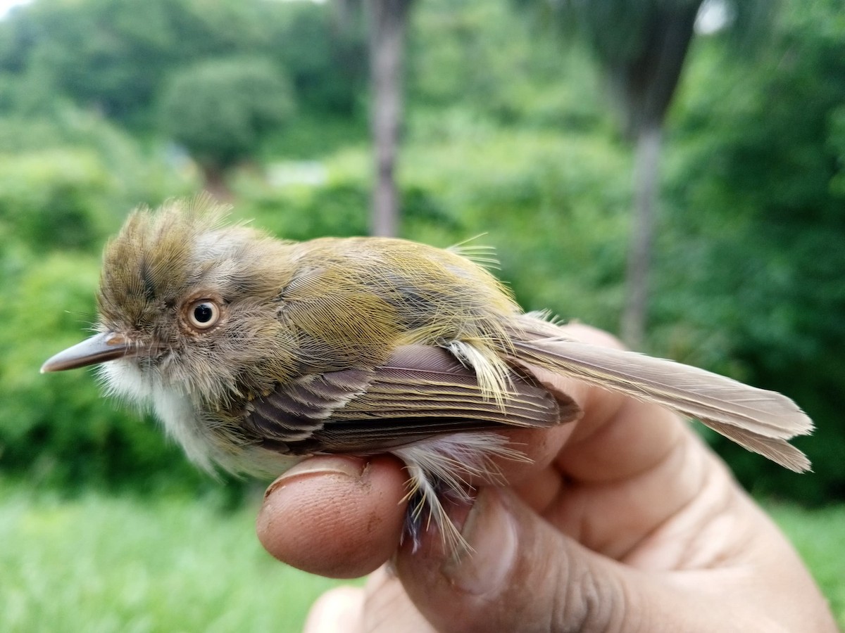 Pale-eyed Pygmy-Tyrant - ML620735553