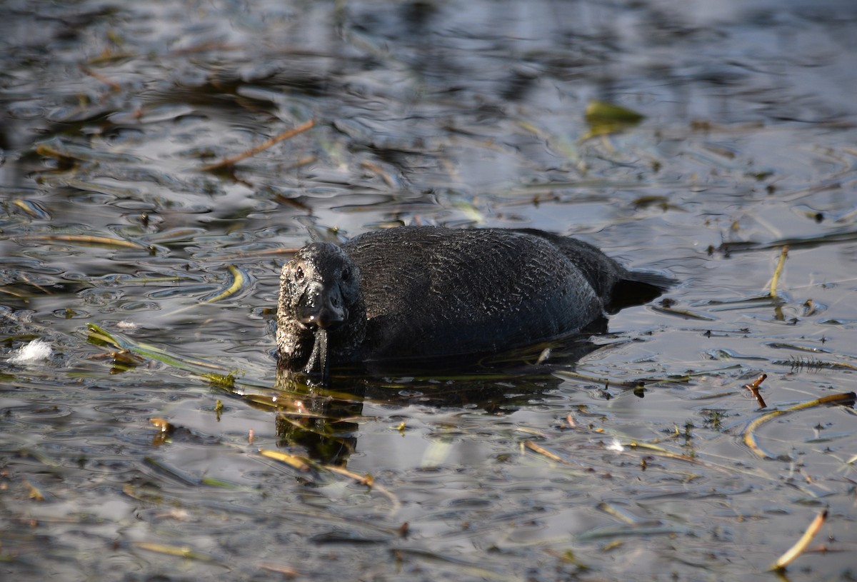 Musk Duck - ML620735554