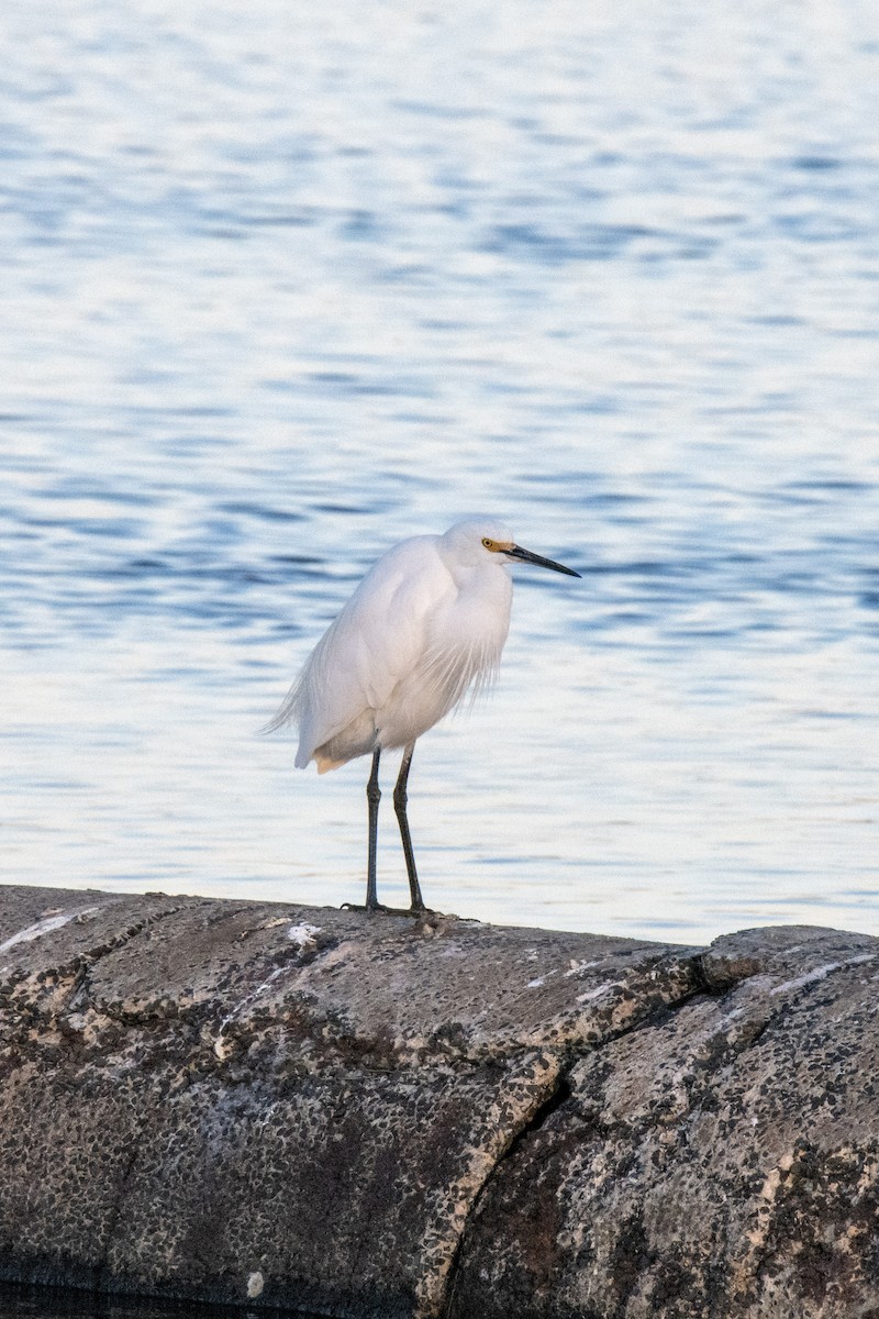 Little Egret - ML620735555