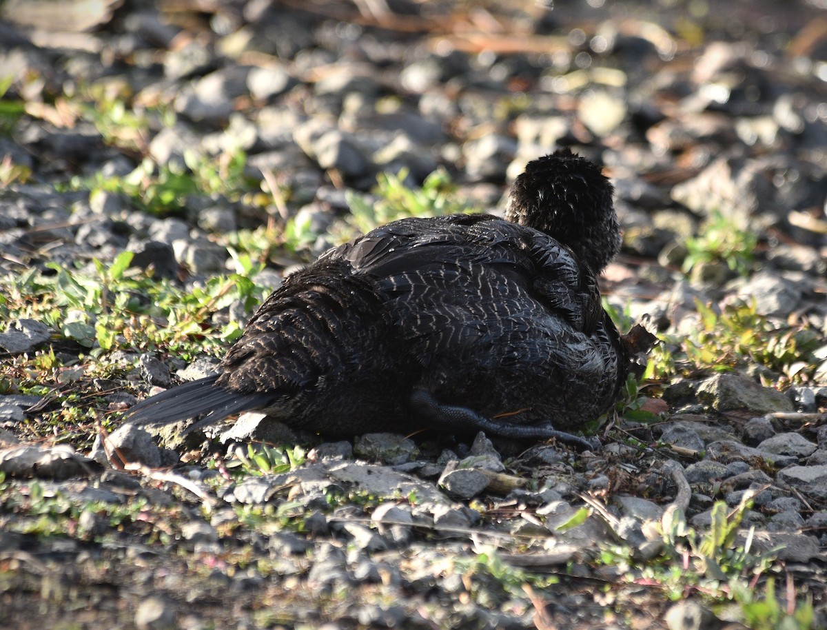 Musk Duck - ML620735556