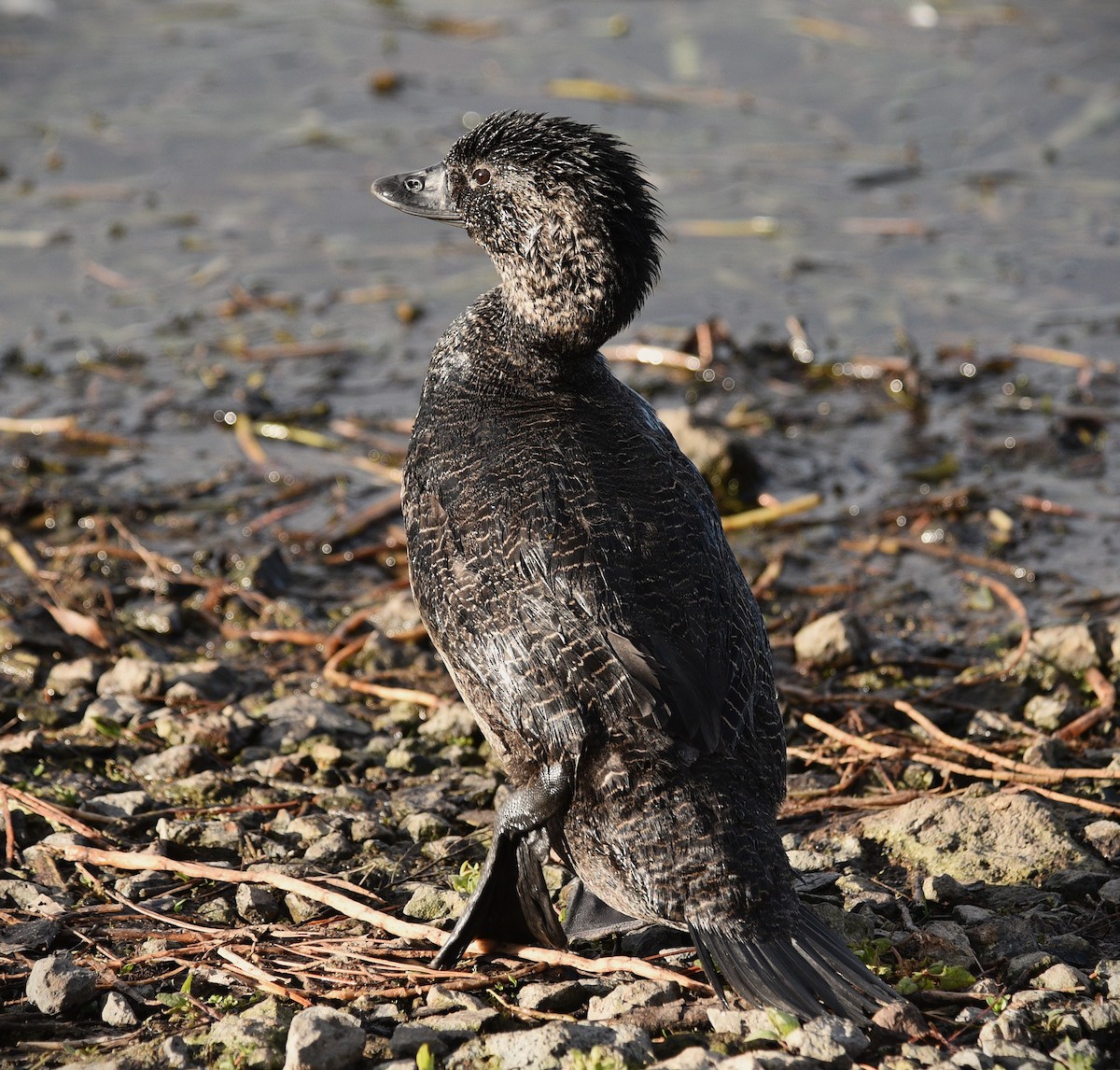 Musk Duck - ML620735557