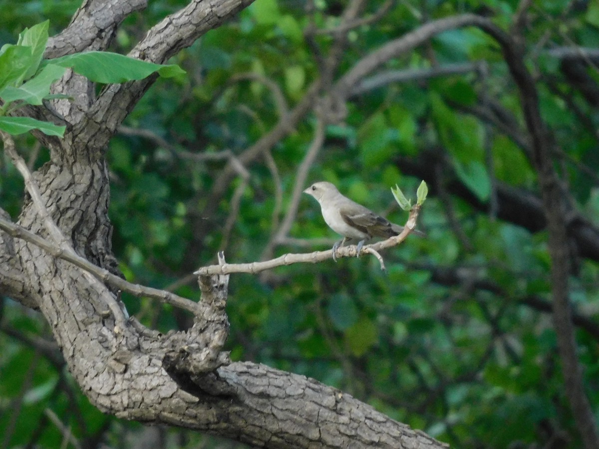 Moineau domestique - ML620735558