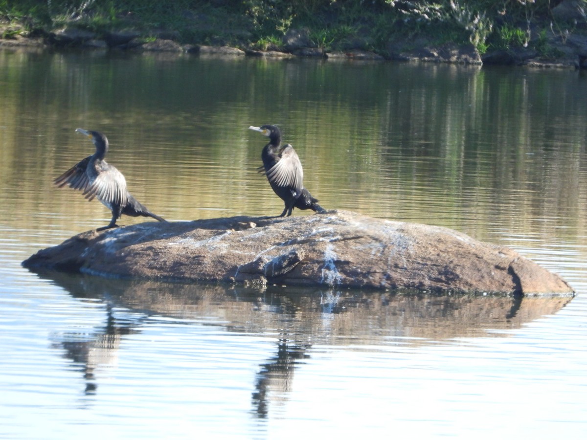 Great Cormorant - ML620735559