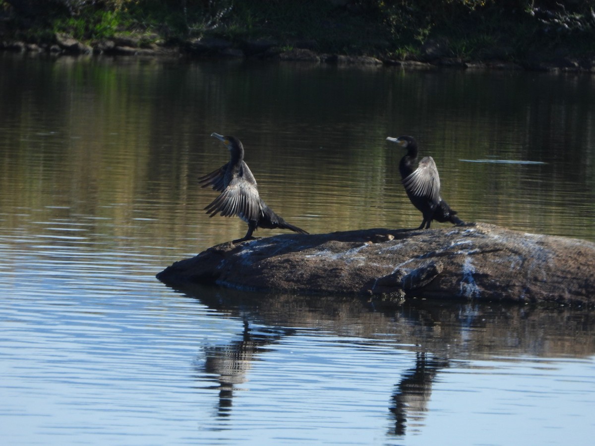 Great Cormorant - ML620735560