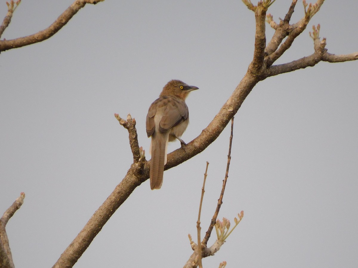 Large Gray Babbler - ML620735561