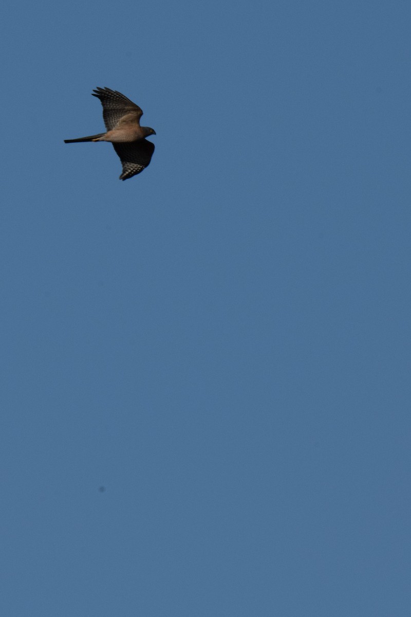 Collared Sparrowhawk - ML620735562