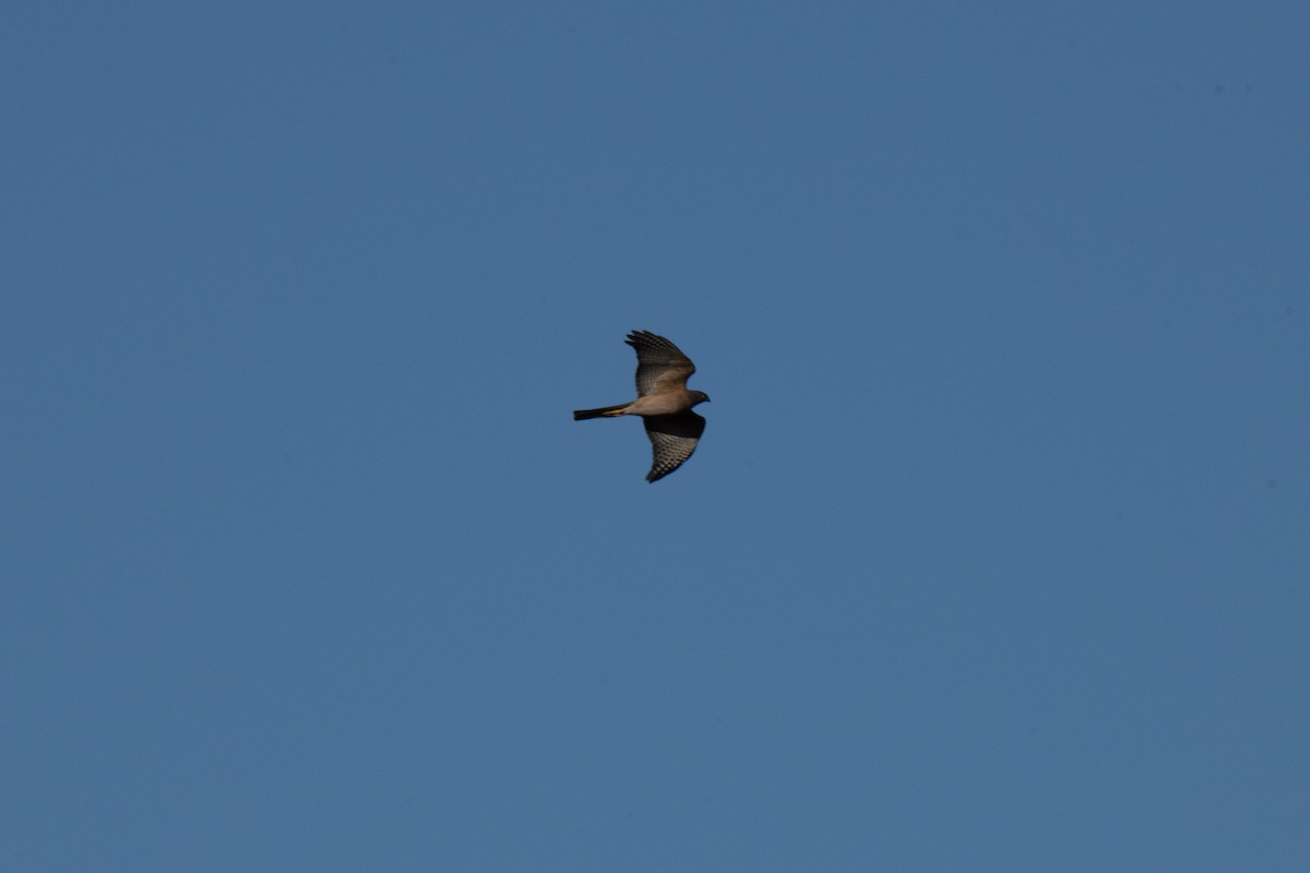 Collared Sparrowhawk - ML620735563