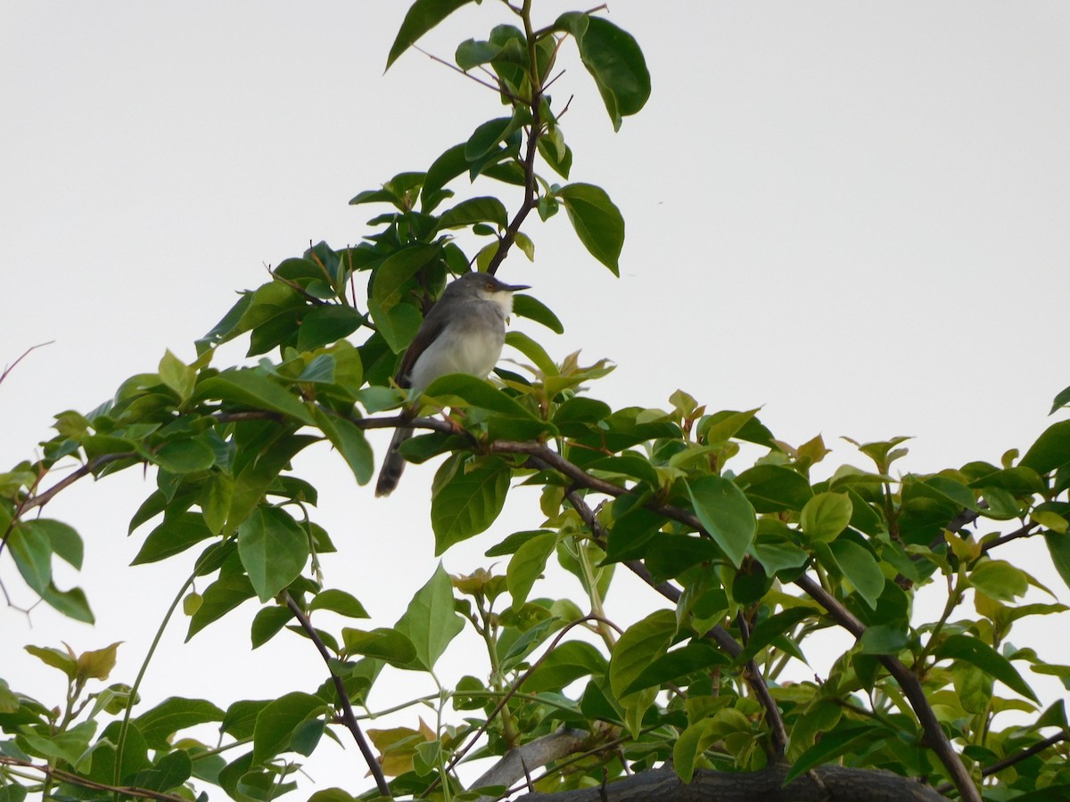 gråbrystprinia - ML620735567