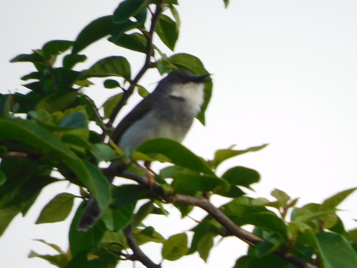 Gray-breasted Prinia - ML620735568