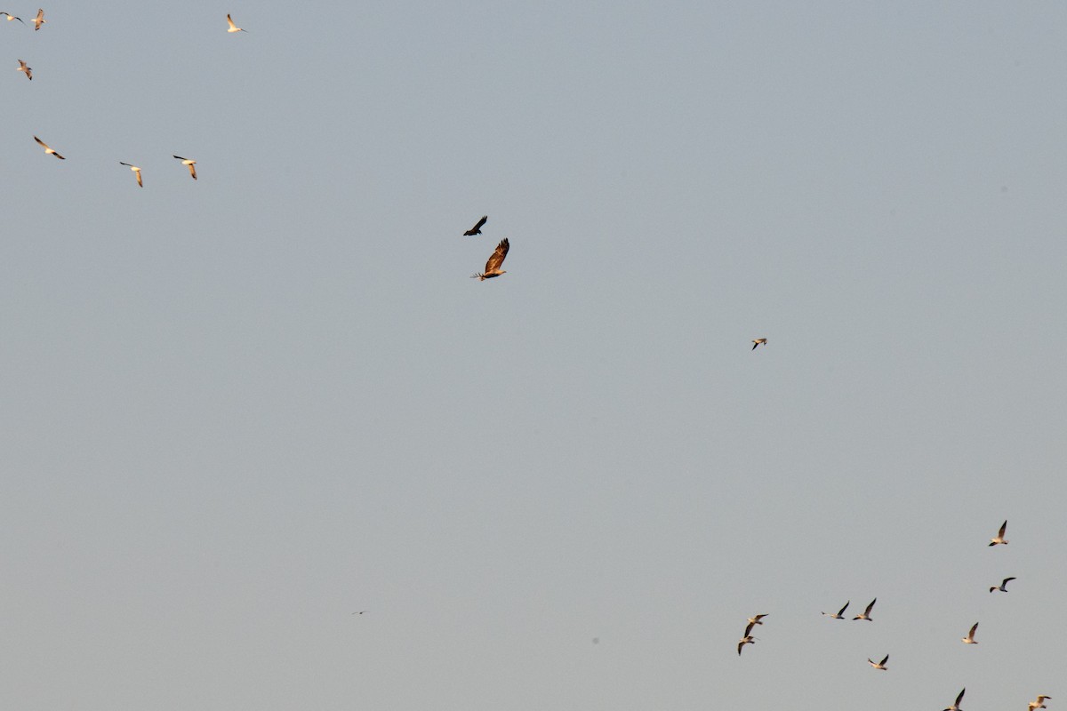 White-bellied Sea-Eagle - ML620735570