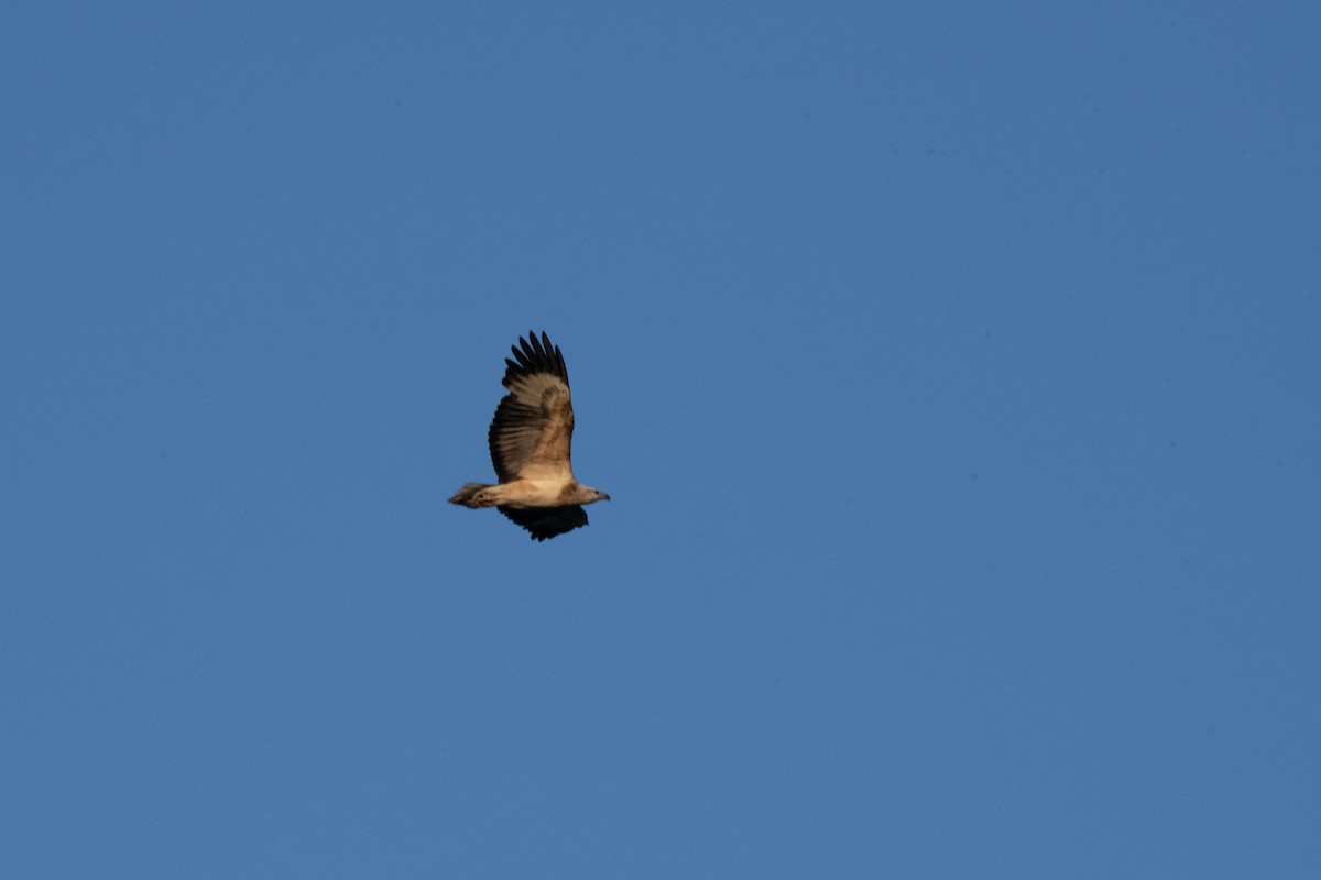 White-bellied Sea-Eagle - ML620735571