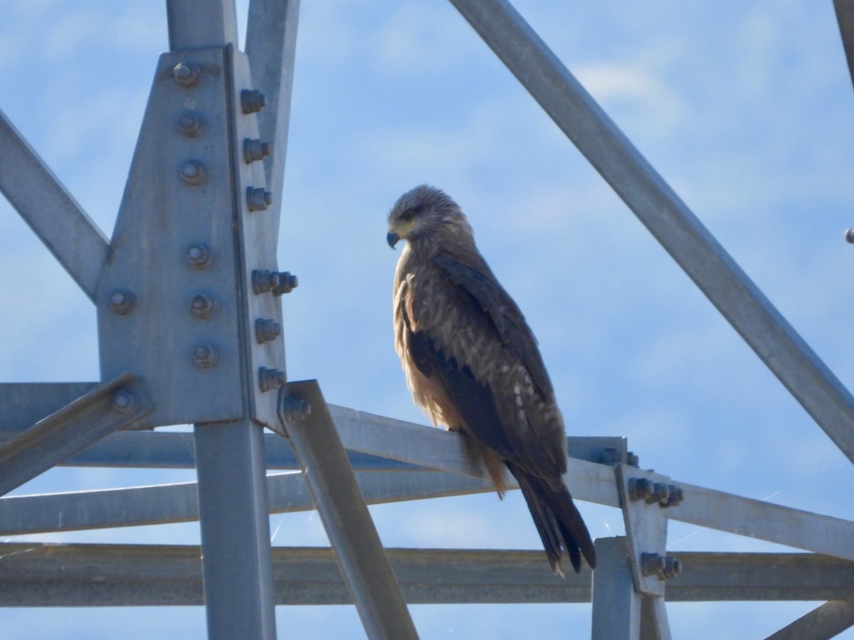 Black Kite - ML620735572