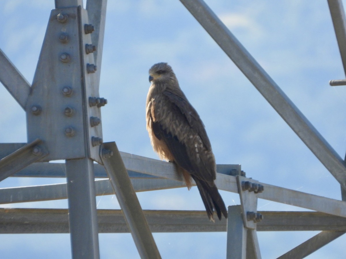 Black Kite - ML620735573