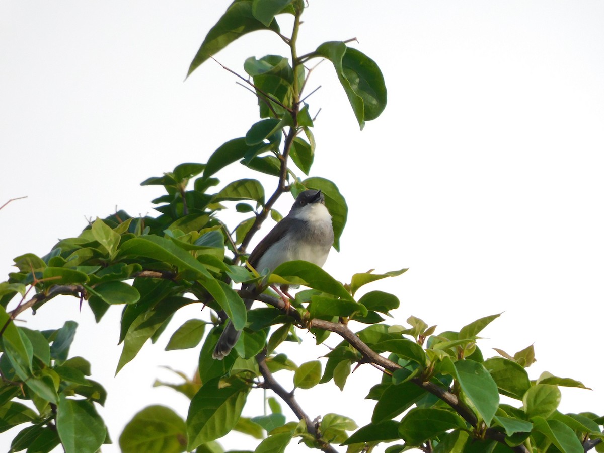 Gray-breasted Prinia - Sushant Pawar