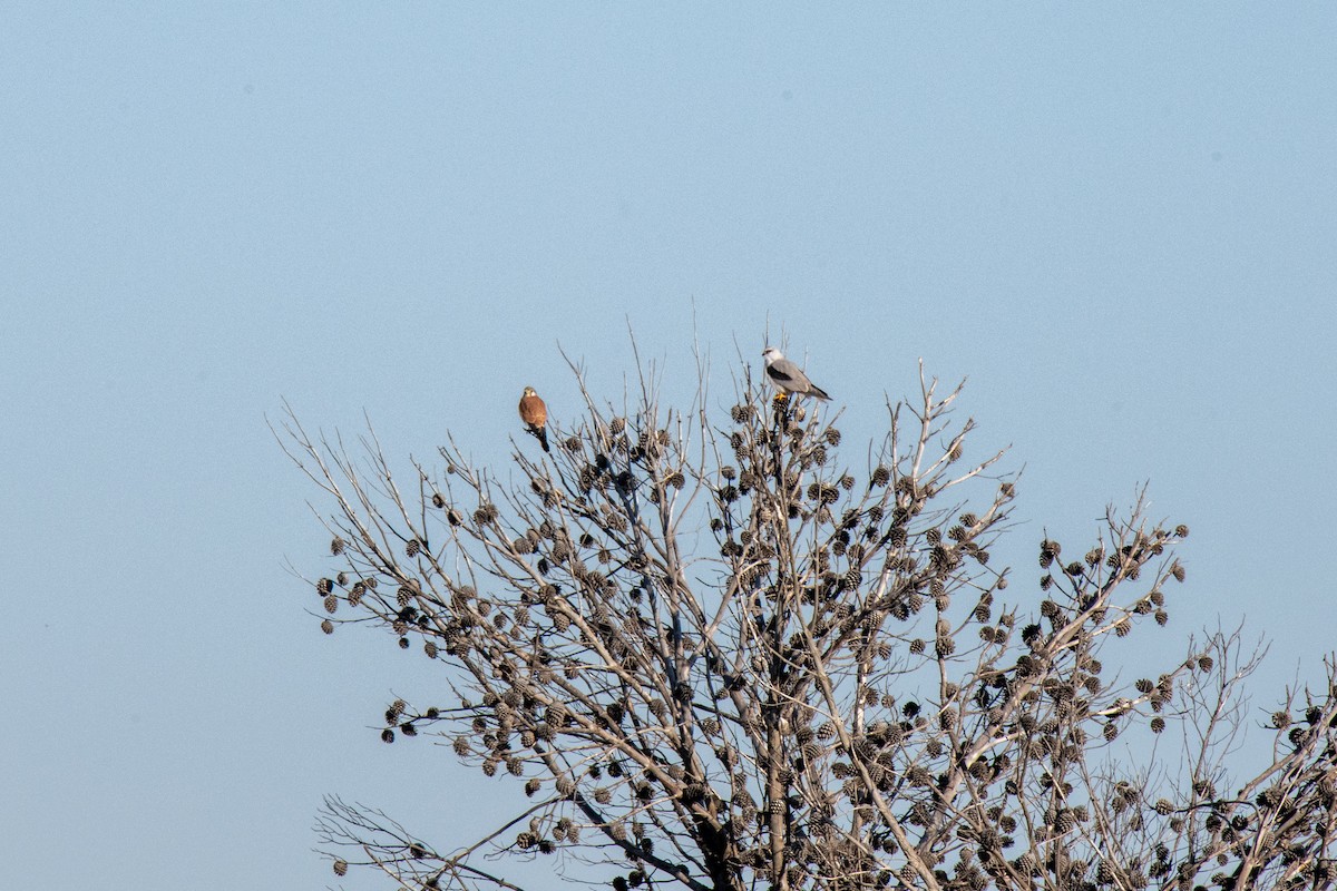 Nankeen Kestrel - ML620735578