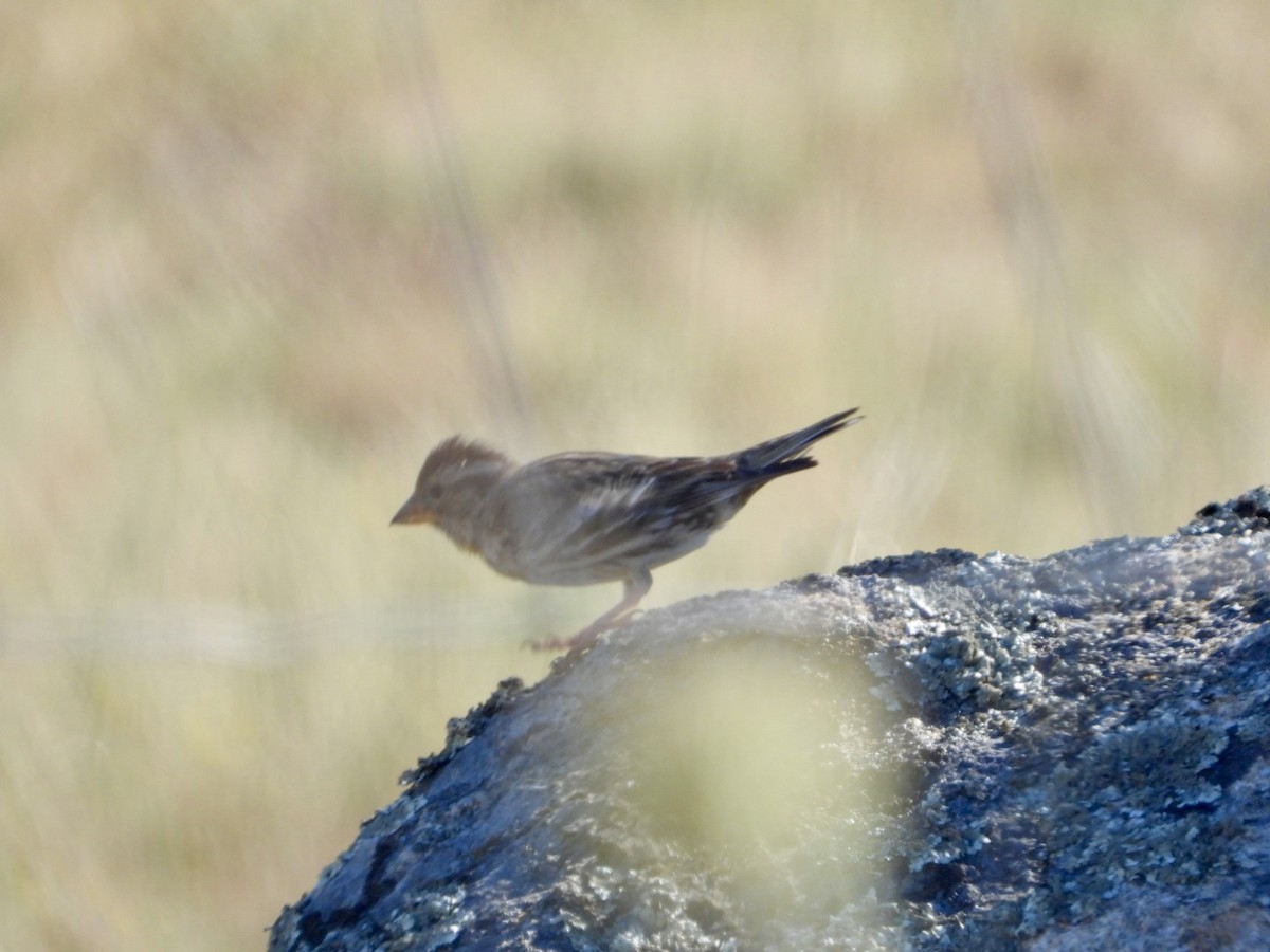 Rock Sparrow - ML620735580