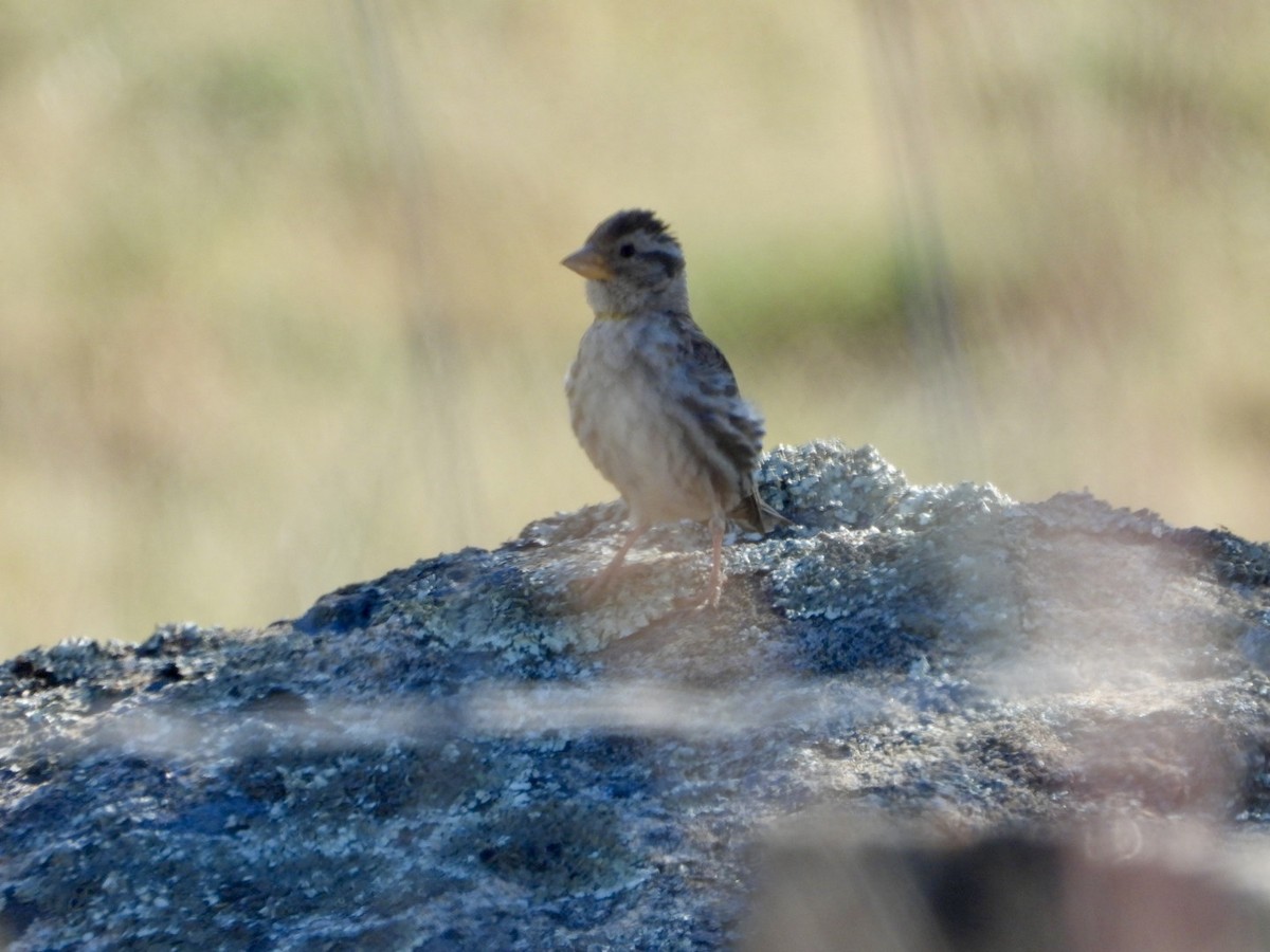 Rock Sparrow - ML620735581