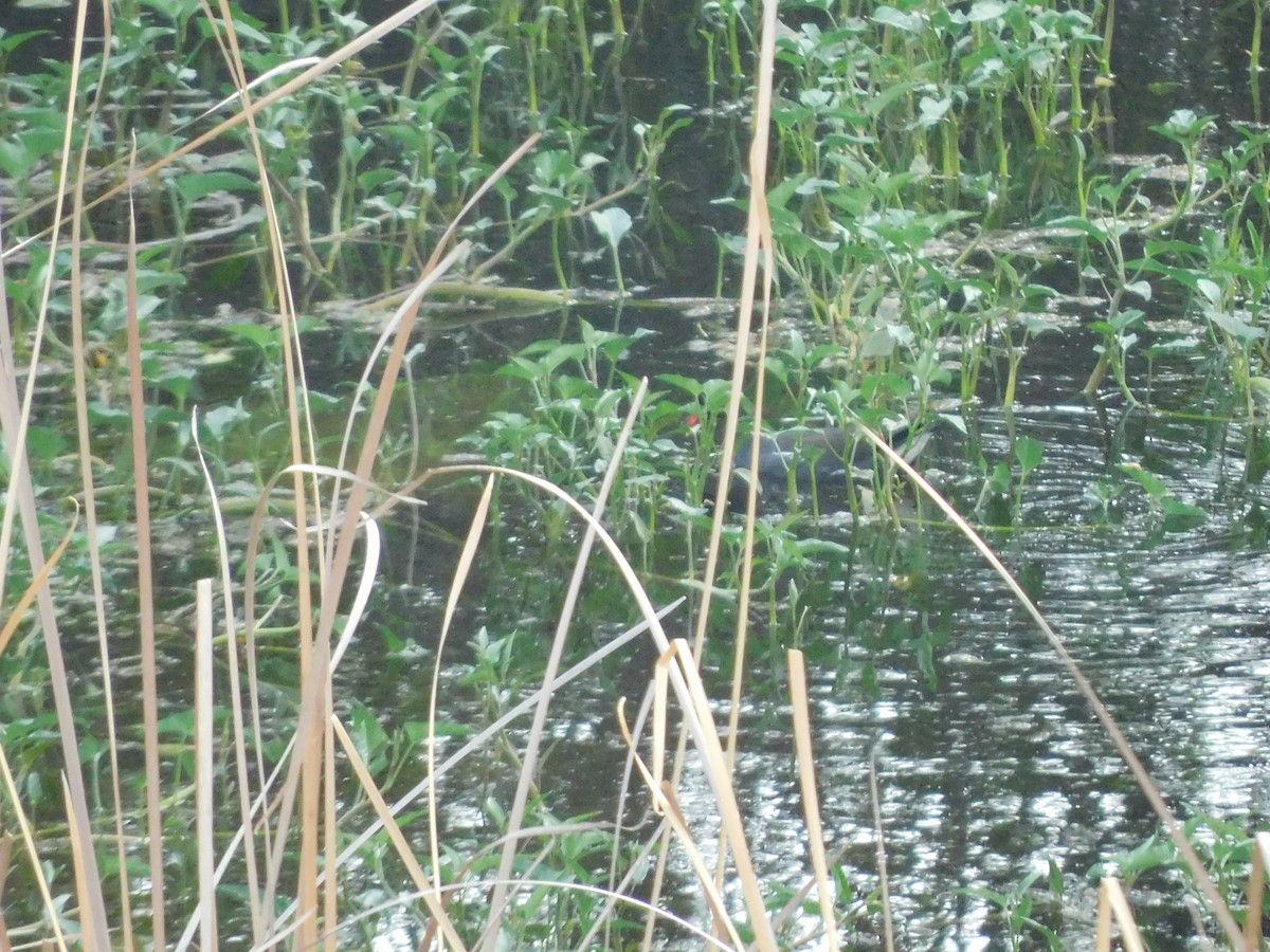 Eurasian Moorhen - ML620735582