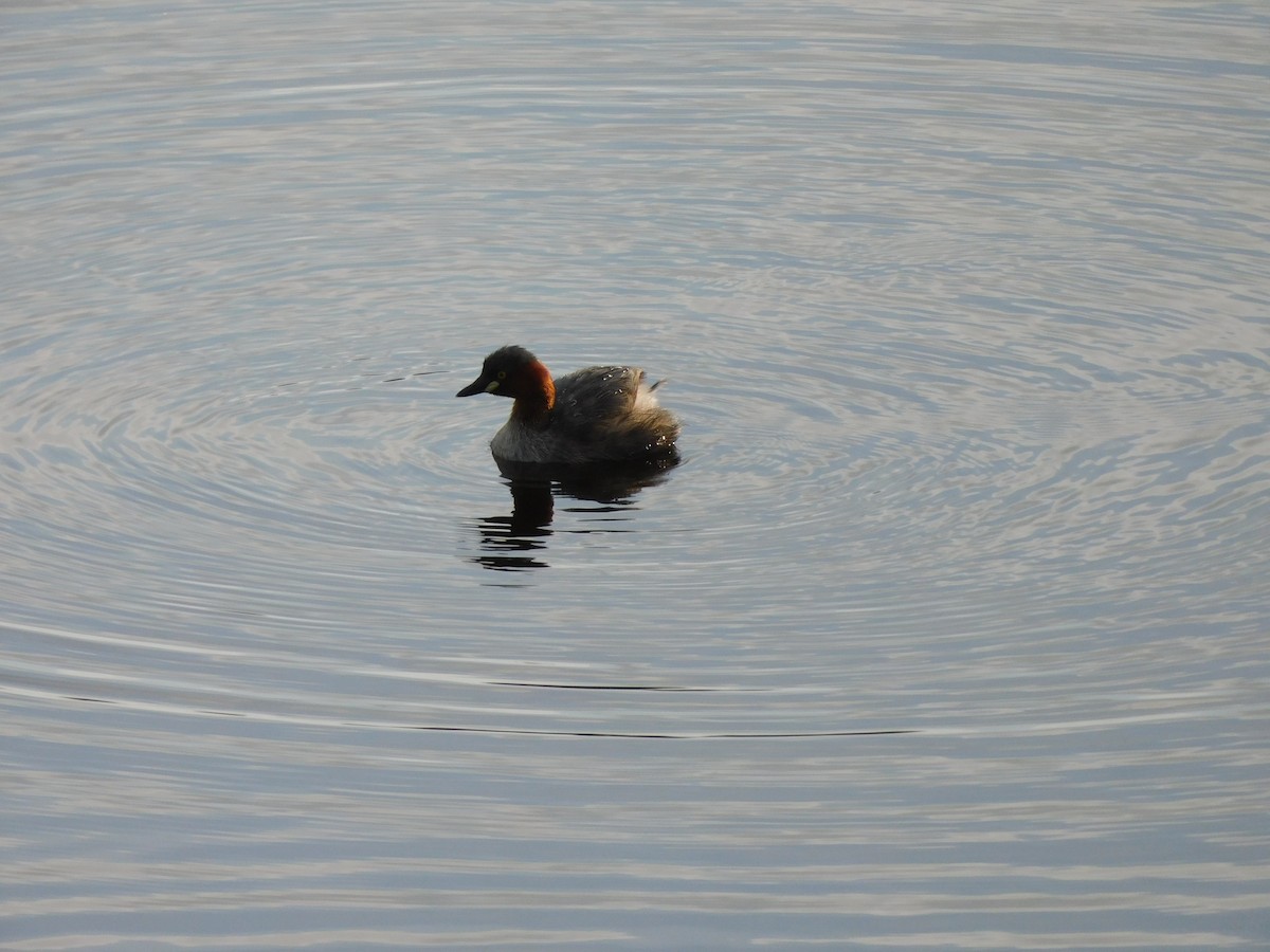 Little Grebe - ML620735583