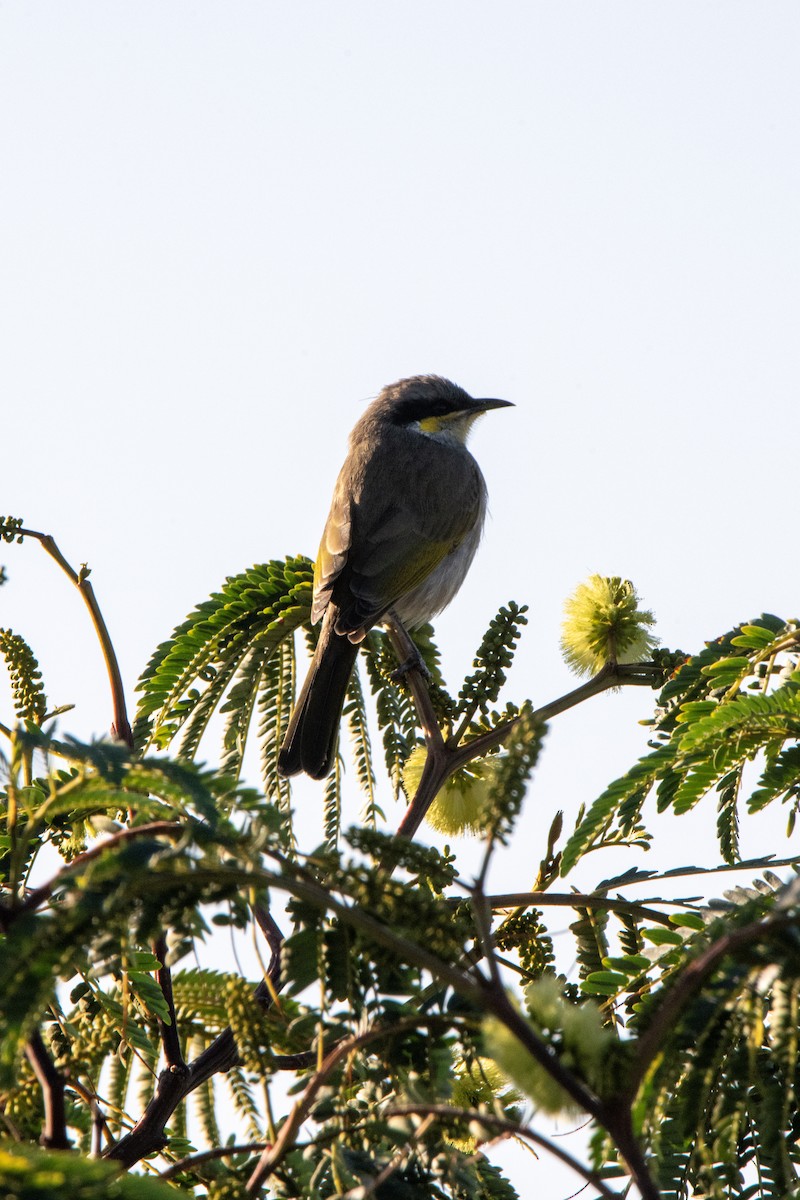 Singing Honeyeater - ML620735585