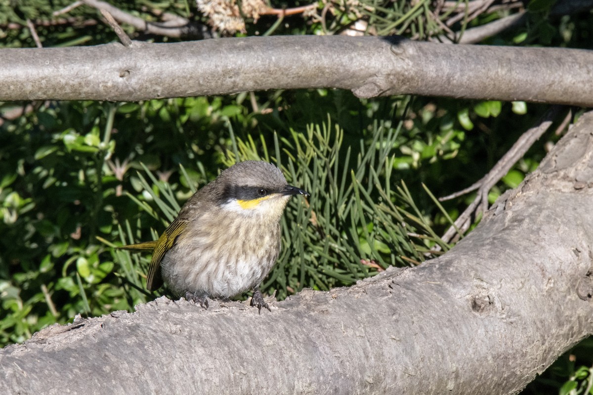 Singing Honeyeater - ML620735586