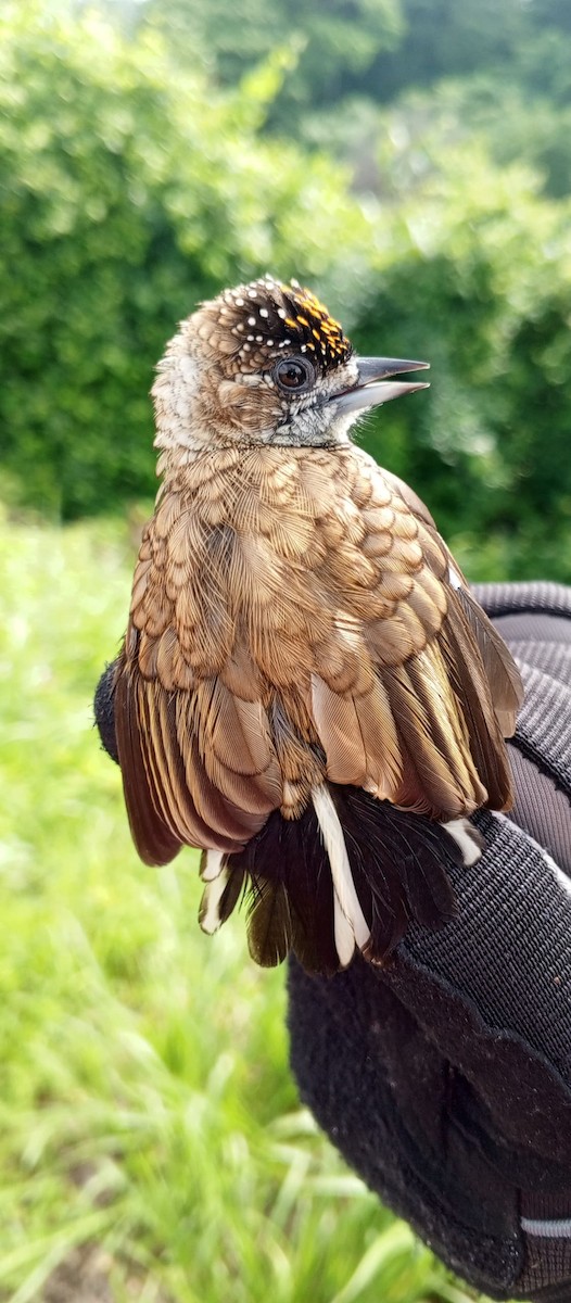 Scaled Piculet - ML620735588