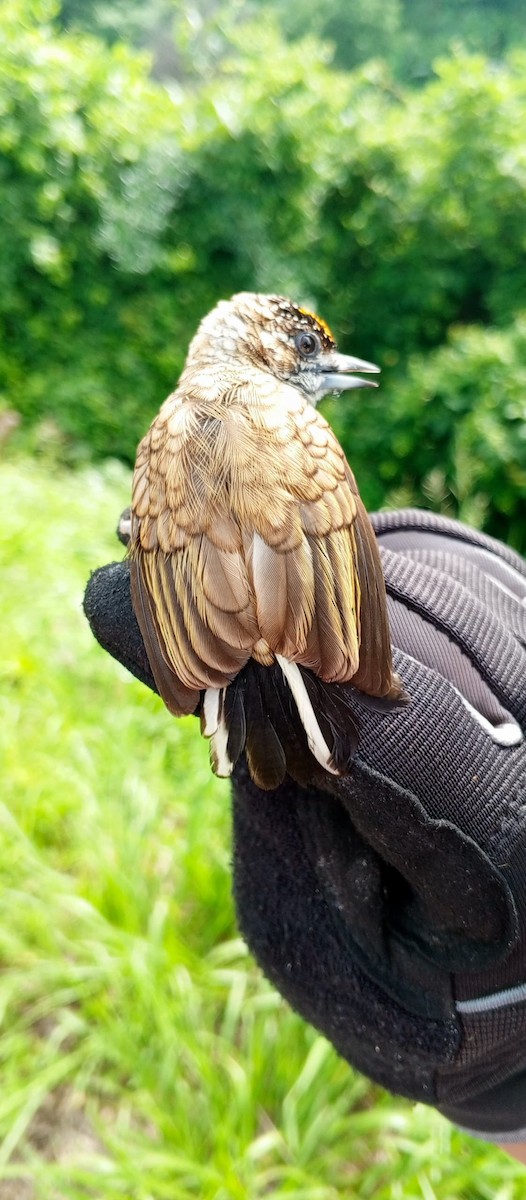 Scaled Piculet - ML620735589