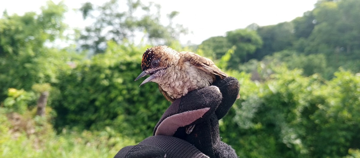 Scaled Piculet - Luis Mieres Bastidas