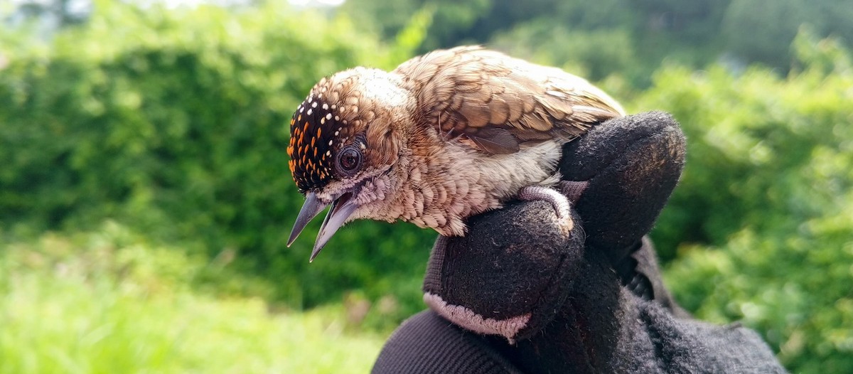 Scaled Piculet - ML620735591