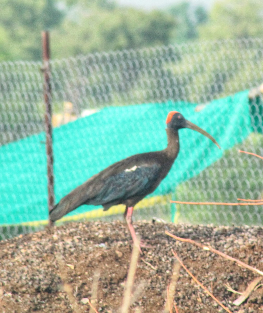 Red-naped Ibis - ML620735592