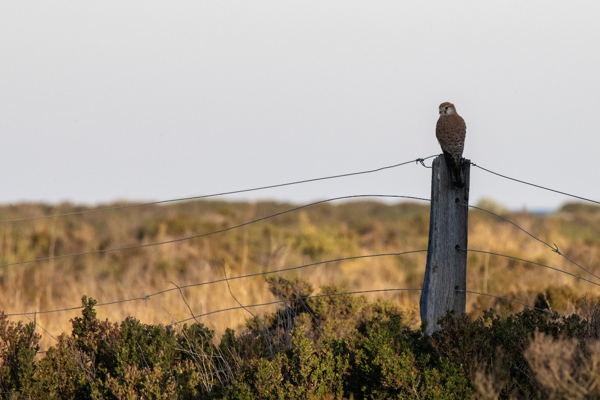 Nankeen Kestrel - ML620735593