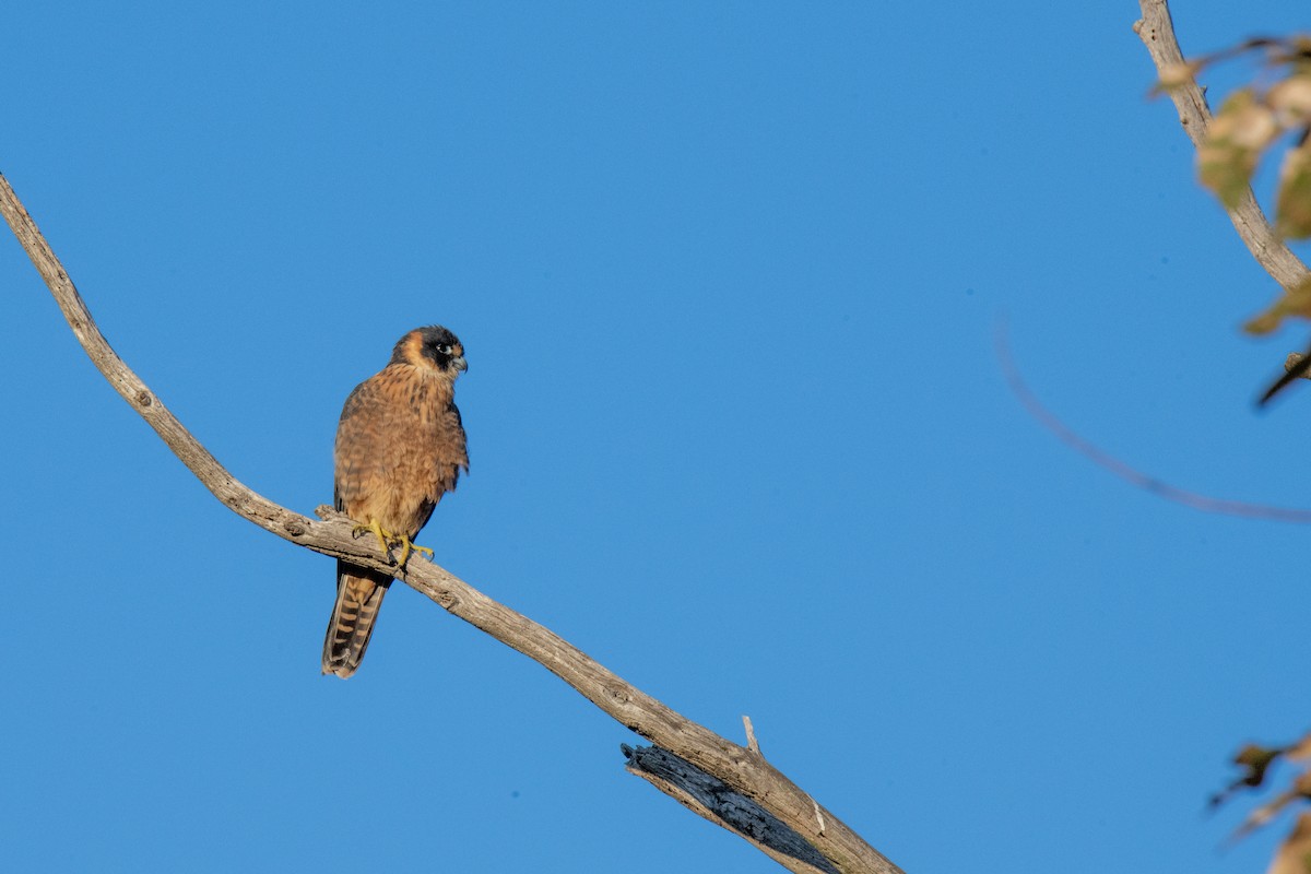 Alcotán Australiano - ML620735596